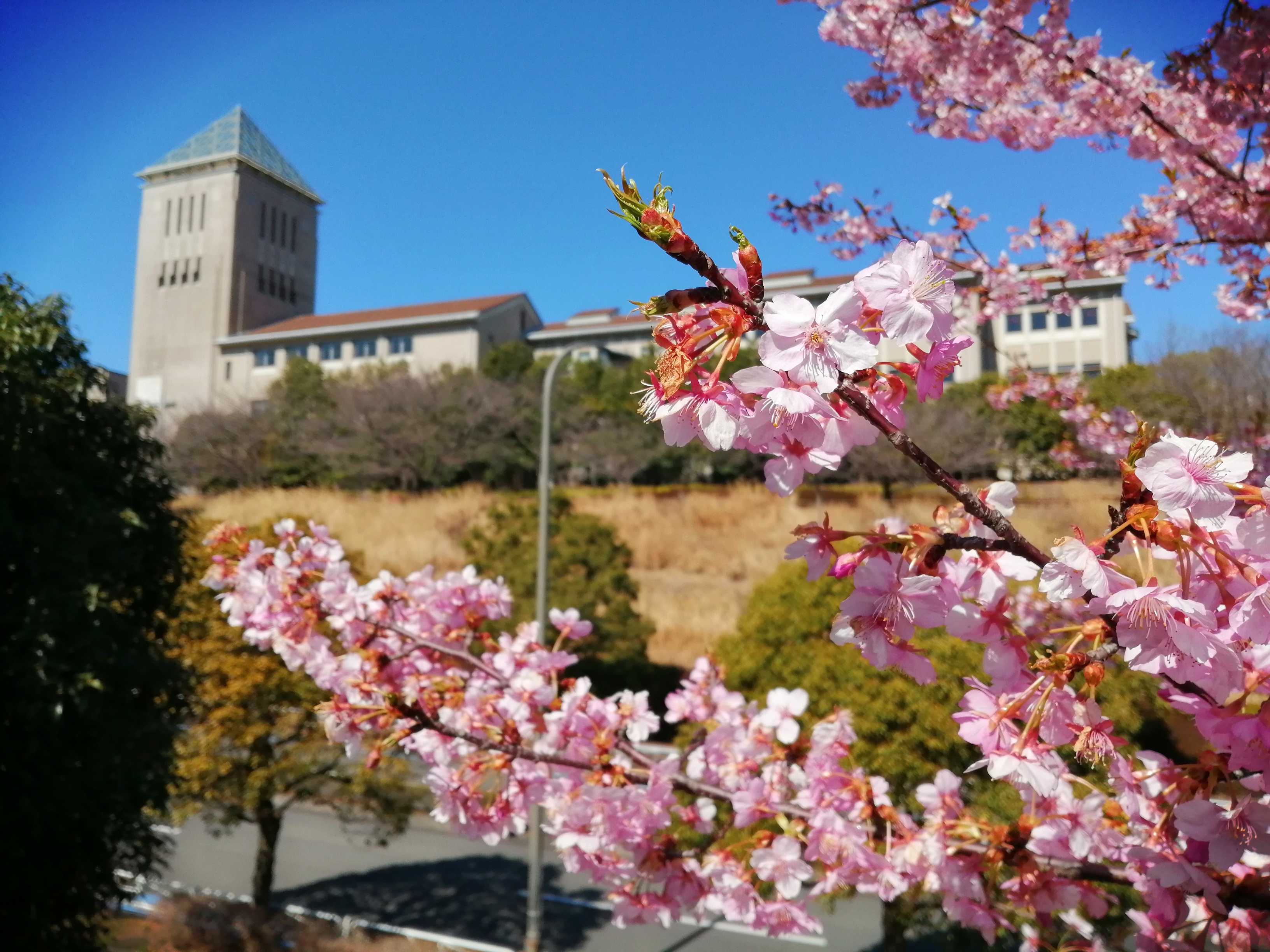 Sakura with TMU